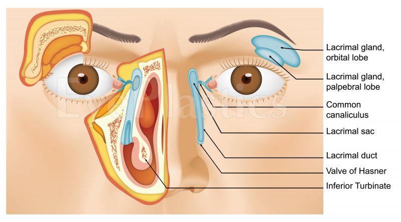 Lacrimal system anatomy diagram showing drainage pathway