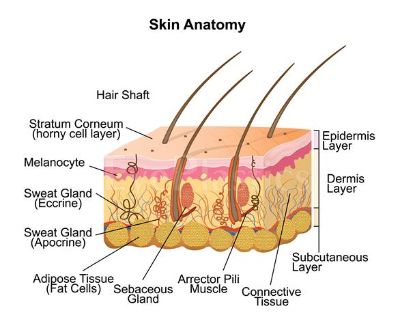 Detailed anatomy of human skin showing layers and structures